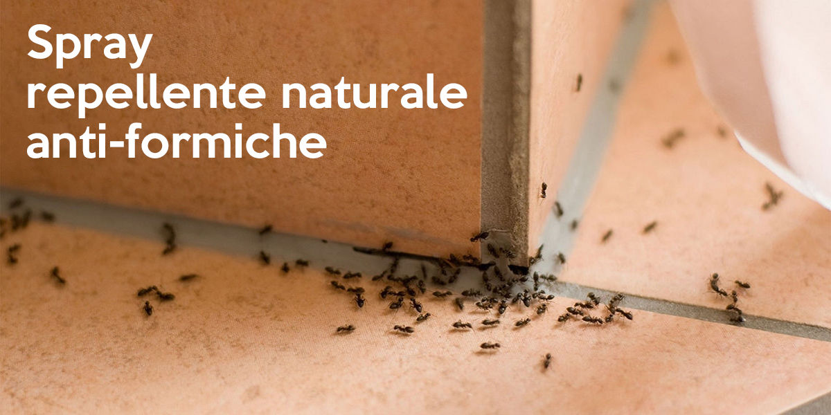 Spray repellente anti-formiche
